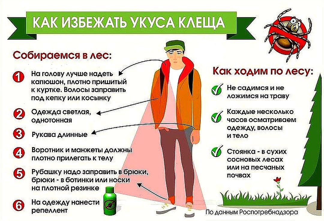 клещи памятка